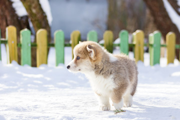 Welsh corgi pembroke puppy walks outdoor at winter
