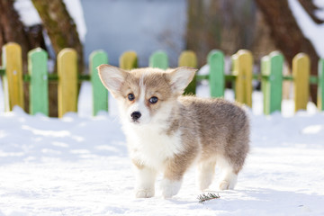 Welsh corgi pembroke puppy walks outdoor at winter