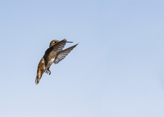 Rufous Hummingbird (Selasphorus rufus) in Flight