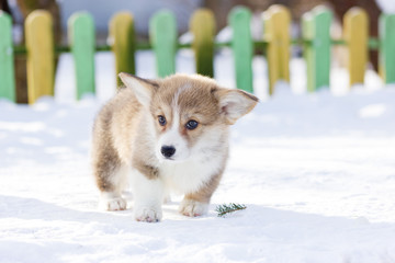 Welsh corgi pembroke puppy walks outdoor at winter © svetlanistaya