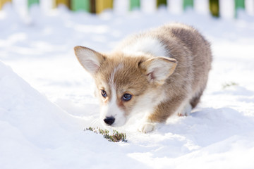 Welsh corgi pembroke puppy walks outdoor at winter