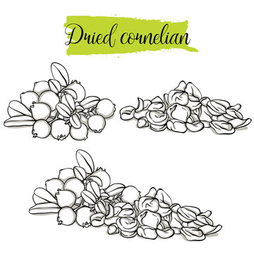 Hand drawn sketch style Cornelian set. Single, group fruits, dried Dogwood. Organic food, vector doodle illustrations collection isolated on white background.