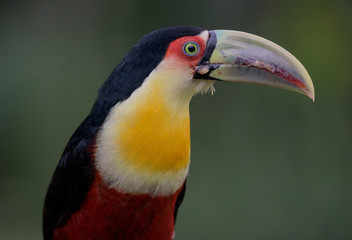 Red-breasted Toucan - tucano-de-bico-verde (Ramphastos dicolorus)