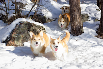 Adorable welsh corgi pembrokes walks outdoor at winter