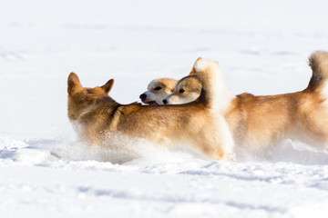 Adorable welsh corgi pembrokes walks outdoor at winter