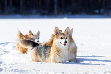 Adorable welsh corgi pembrokes walks outdoor at winter