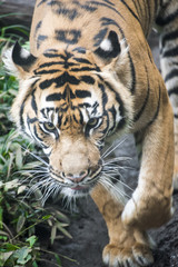 tiger in zoo