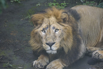 portrait of a lion