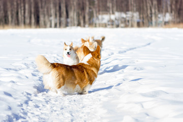 Adorable welsh corgi pembrokes walks outdoor at winter