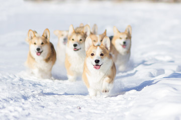 Adorable welsh corgi pembrokes walks outdoor at winter