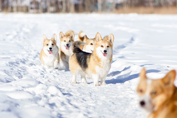 Adorable welsh corgi pembrokes walks outdoor at winter