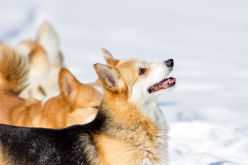 Adorable welsh corgi pembrokes walks outdoor at winter