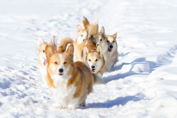 Adorable welsh corgi pembrokes walks outdoor at winter