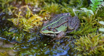 green frog