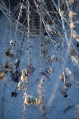 dried seed pods on dried flower stems in basket in desert landscape