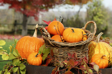 Closeup of pumpkins and gourds on old barrel