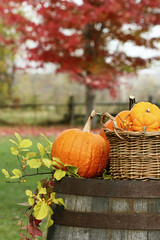 Closeup of pumpkins and gourds for autumn harvest