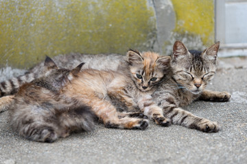 Naklejka na ściany i meble Japan Cat Island