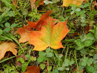  A bright autumn maple leaf lies on the ground