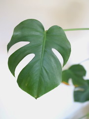 Green leaf of a tropical plant