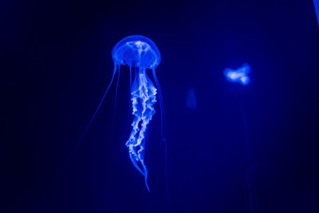 The Jellyfisch © Ben.Photoholic