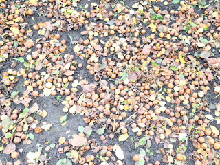 Autumn apples rotting on the ground