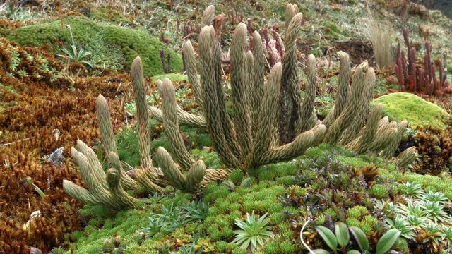 Club-mosses growing on a windswept Andean peak at 4,400m elevation above Papallacta in the Ecuadorian Andes.