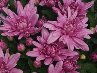 Obraz premium Flowering chrysanthemum Bush. The buds are a light lilac color.