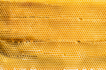 Background texture and pattern section of wax honeycomb from bee hive filled with golden honey in...