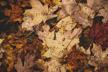 Autumn leaves on the ground