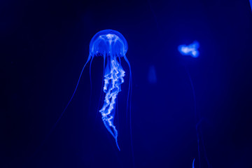 The Jellyfisch © Ben.Photoholic