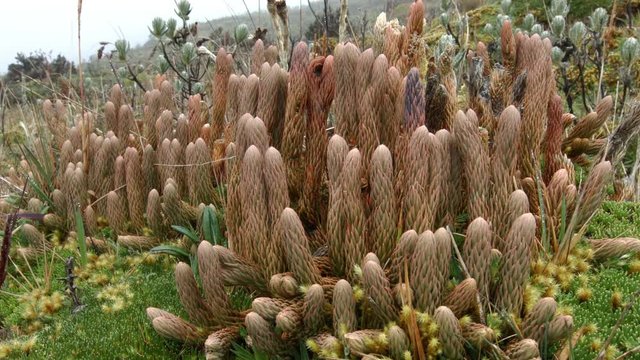 Club-mosses growing on a windswept Andean peak at 4,400m elevation above Papallacta in the Ecuadorian Andes.
