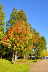 Naklejka premium Autumn landscape. Park on Tervasaari island, Helsinki. Finland