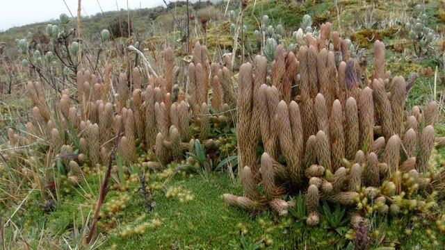 Club-mosses growing on a windswept Andean peak at 4,400m elevation above Papallacta in the Ecuadorian Andes.