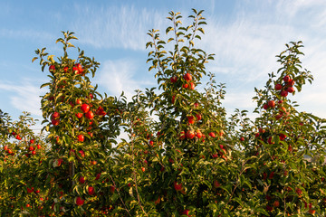 Apfelbäume mit roten Äpfeln in Obstplantage vor blauem Himmel. Konzept für gesunde Ernährung, Ernte, Erntedank.