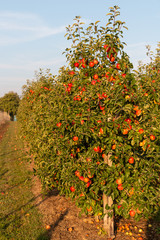 Rote Äpfel im kultivierten Apfelanbau