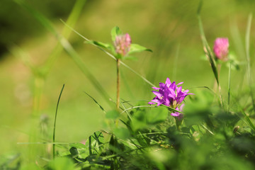 Beautiful flowers growing on green meadow in summer