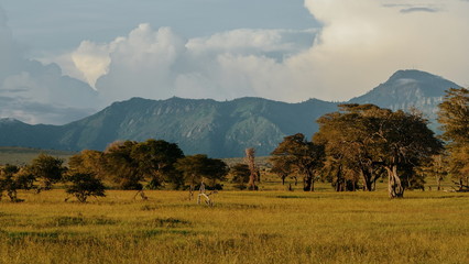 Savannah grassland against a mountain background, Tsavo, Kenya