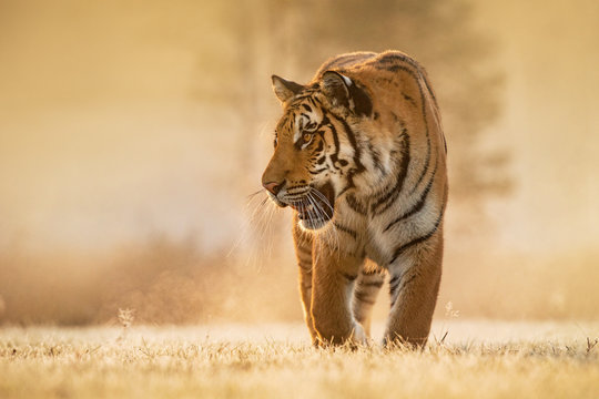 Fototapeta Tiger runs behind the prey. Hunt the prey in tajga in summer time. Tiger in wild summer nature. Action wildlife scene, danger animal.