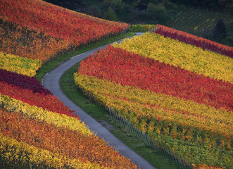 Extreme Herbstfärbung in den Stuttgarter Weinbergen