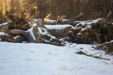 snowy landscape, sweden