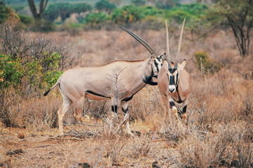 Beisa Oryx at Samburu National Park, KENYA