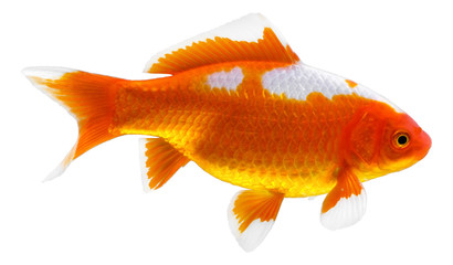 Aquarium and pond goldfish known as a comet. 