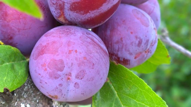 prugne frutti su albero