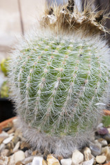 Abstract Close Up of Cactus Succulent with Large Spikes