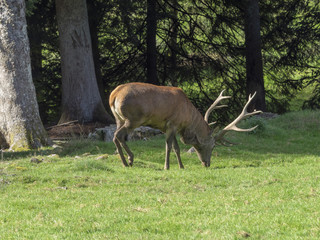 Un grand cerf élaphe (Cervus élaphus) mâle avec ses bois en lisière de forêt en Forêt-Noire. Allemagne