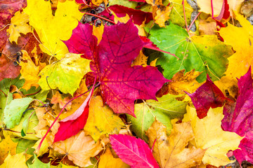 Abstract background of autumn leaves. Autumn background.