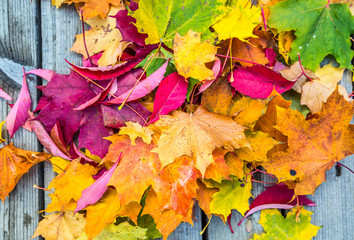colorfulAutumn Leaves. autumn background. orange and yellow autumn leaves.