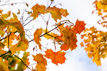 Beautiful Colorful Autumn Leaves / green, yellow, orange, red.