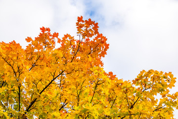 autumn scene.Autumn landscape. Golden autumn view. Autumn forest panorama